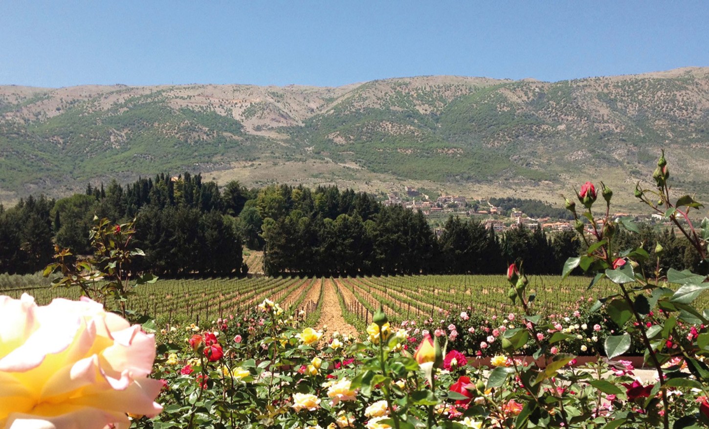 Château Kefraya, Bekaa Valley cognacone
