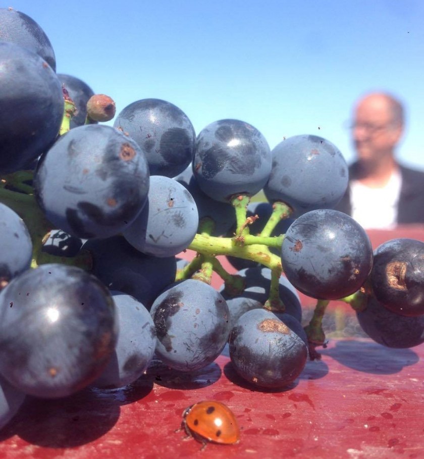 Image Not Found On Media Library