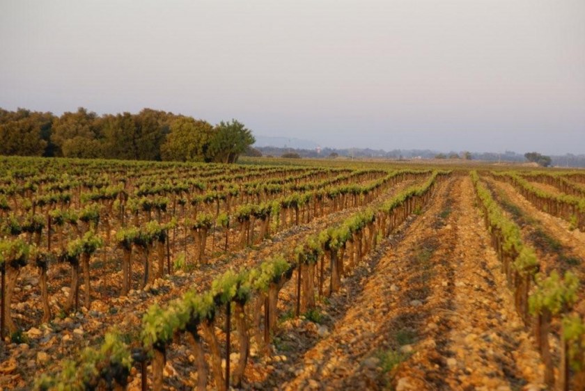 Image Not Found On Media Library