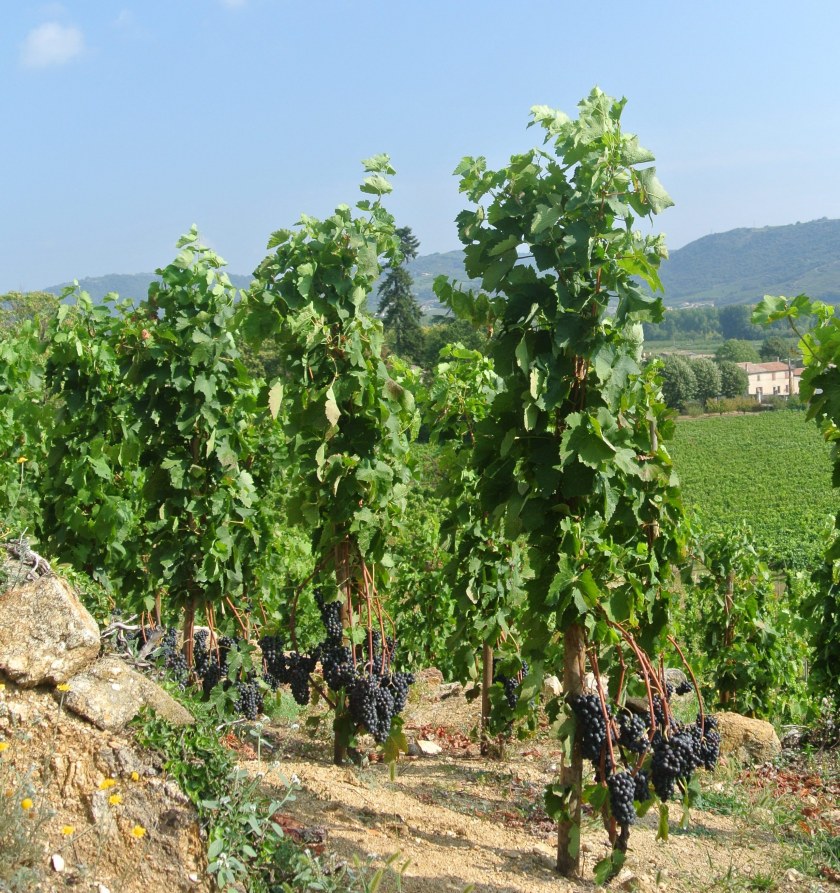 Image Not Found On Media Library